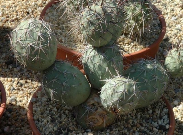 Tephrocactus_alexanderi_3